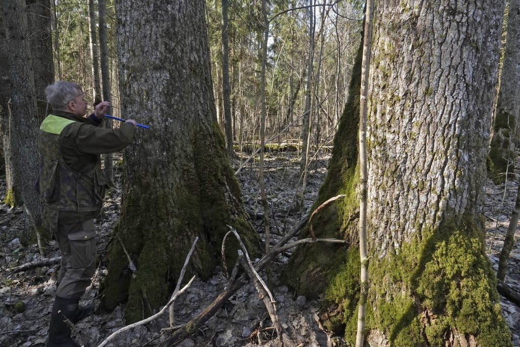 2. Enn Pärt mõõtmas rekordhaava vanust.JPG